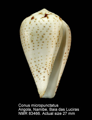 Conus micropunctatus.jpg - Conus micropunctatus Rolán & Röckel,2000